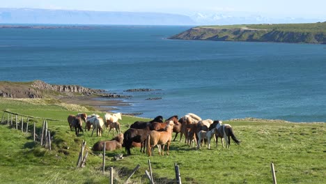 Frisky-Icelandic-ponies-horses-stand-in-green-field-in-Westfjords-fjord-region-of-Iceland