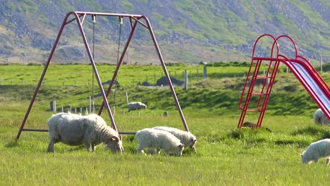 Sheep-walk-through-a-children's-playground-in-Iceland