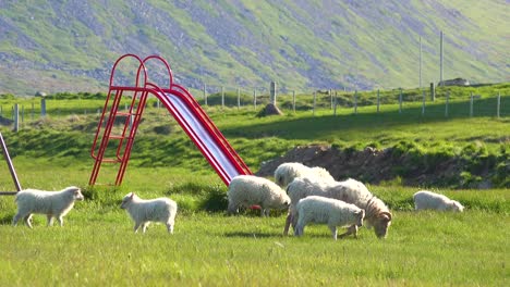 Schafspaziergang-Durch-Einen-Kinderspielplatz-In-Island-1