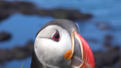 Schöne-Nahaufnahme-Eines-Süßen-Papageientauchers,-Der-An-Der-Küste-Islands-In-Der-Nähe-Von-Latrabjarg-19-Posiert