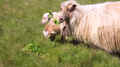 Schafe-In-Dicken-Wollmänteln-Und-Babyschafe-Fressen-Blätter-An-Den-Hängen-Islands-Westmann-Inseln-Vestmannaeyjar
