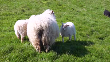 Baby-sheep-suckle-from-their-mother-on-the-hillsides-of-Iceland-Westmann-Islands-Vestmannaeyjar