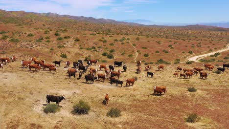 Schöne-Antenne-über-Rinder-Und-Kühe,-Die-Auf-Der-Carrizo-Plain-Desert-Ranch-Region-Kalifornien-Grasen-1
