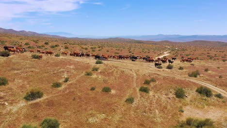 Nice-aerial-over-cattle-and-cows-grazing-on-the-Carrizo-Plain-desert-ranching-region-California-2