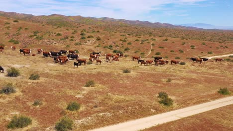 Schöne-Antenne-über-Rinder-Und-Kühe,-Die-Auf-Der-Carrizo-Plain-Desert-Ranching-Region-Kalifornien-Grasen-3