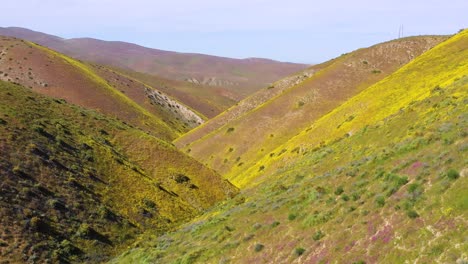 Antenne-Eines-Kalifornischen-Hügels,-Der-Während-Der-Superbloom--Und-Allergiesaison-Mit-Gelben-Wildblumen-Bedeckt-Ist