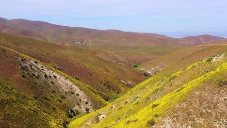 Antenne-Eines-Kalifornischen-Hügels-Bedeckt-Mit-Gelben-Wildblumen-Während-Der-Superbloom--Und-Allergiesaison-1