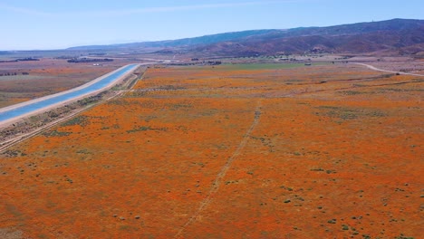 Aerial-of-the-California-aqueduct-surrounded-by-fields-of-wildflowers-and-poppy-flowers-Mojave-Desert