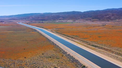 Aerial-of-the-California-aqueduct-surrounded-by-fields-of-wildflowers-and-poppy-flowers-Mojave-Desert-1