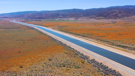Aerial-of-the-California-aqueduct-surrounded-by-fields-of-wildflowers-and-poppy-flowers-Mojave-Desert-3