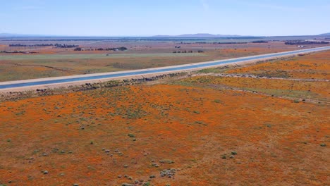 Aerial-of-the-California-aqueduct-surrounded-by-fields-of-wildflowers-and-poppy-flowers-Mojave-Desert-4