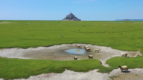 Beautiful-daytime-aerial-over-fields-of-sheep-and-farm-grass-with-Mont-Saint-Michel-monastery-in-Normandy-France-background-3