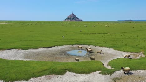 Hermosa-Antena-Diurna-Sobre-Campos-De-Ovejas-Y-Pasto-De-Granja-Con-El-Monasterio-De-Mont-Saint-Michel-En-Normandía-Francia-Antecedentes-3