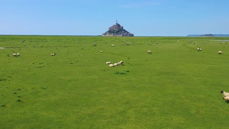 Beautiful-daytime-vista-aérea-over-fields-of-sheep-and-farm-grass-with-Mont-Saint-Michel-monastery-in-Normandie-France-background