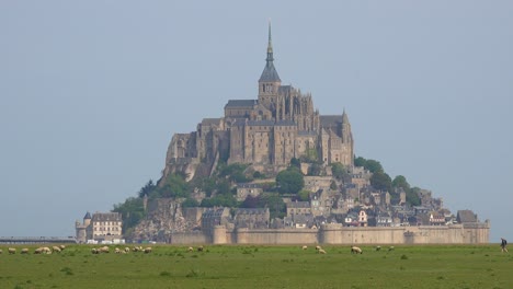 Fields-of-sheep-and-livestock-grazing-with-Mont-Saint-Michel-monastery-in-Normandy-France-background