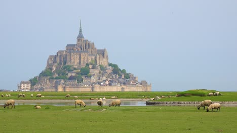 Fields-of-sheep-and-farm-grass-with-Mont-Saint-Michel-monastery-in-Normandie-France-background