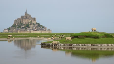 Fields-of-sheep-and-farm-grass-with-Mont-Saint-Michel-monastery-in-Normandie-France-background-2