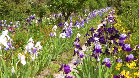 Flowers-grow-in-the-garden-of-Claude-Monet-in-Giverny-France-4