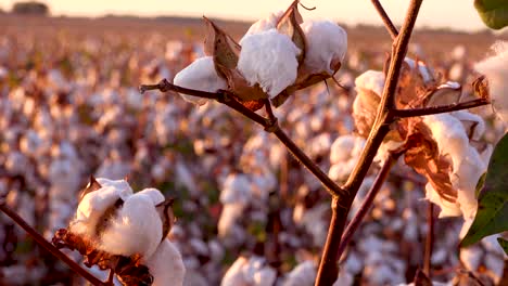 Extreme-Nähe-Von-Baumwollfeldern,-Die-Bei-Sonnenuntergang-In-Einem-Mississippi-Delta-Farmfeld-Wachsen