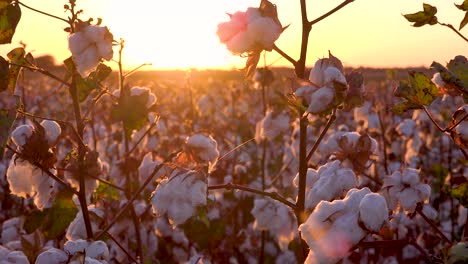 Extreme-close-of-fields-of-cotton-growing-in-a-Mississippi-Delta-farm-field-at-sunset-1