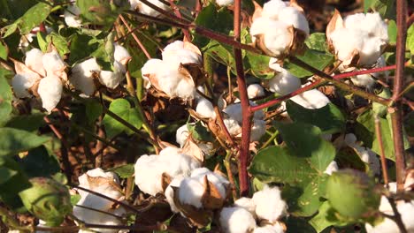Slow-zoom-into-cotton-growing-in-a-field-in-the-Mississippi-River-Delta-region