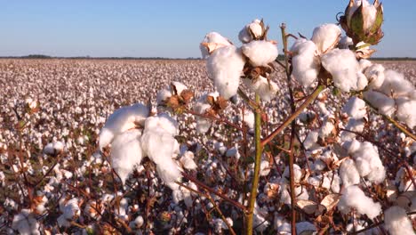 Slow-pan-of-cotton-growing-in-a-field-in-the-Mississippi-River-Delta-region-1