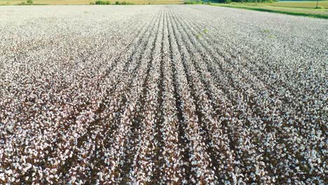 Good-tilt-up-aerial-of-rows-of-cotton-growing-in-a-field-in-the-Mississippi-River-Delta-region-1