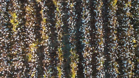 Extreme-rising-straight-down-aerial-over-a-vast-cotton-field-goes-from-a-single-row-of-plants-to-a-vast-and-open-farm
