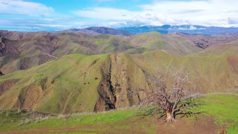 2020:-Vista-Aérea-Sobre-Las-Verdes-Colinas-Y-Montañas-De-La-Costa-Del-Pacífico-Detrás-De-Ventura-California,-Incluidos-Dos-árboles-Emblemáticos-4