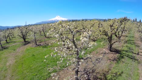 An-aerial-flight-over-blooming-apple-trees-reveals-Mt-Hood-Oregon-in-the-distance