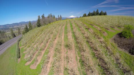 Ein-Luftbild,-Das-Sich-über-Blühenden-Apfelbäumen-Erhebt,-Zeigt-In-Der-Ferne-Mt-Hood-Oregon