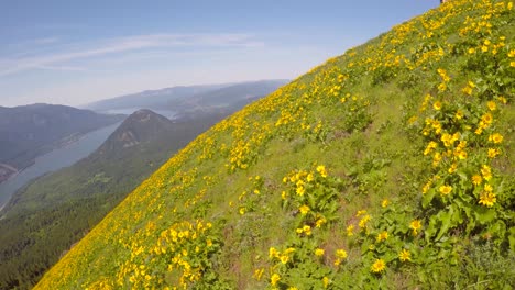 Eine-Schöne-Luftaufnahme-Entlang-Eines-Blumenbedeckten-Hügels-Im-Pazifischen-Nordwesten-Mit-Dem-Entfernten-Kolumbia-fluss
