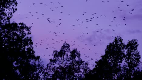 Miles-De-Murciélagos-Se-Elevan-Al-Cielo-En-Vuelo-Al-Anochecer-En-El-Parque-Nacional-Carnarvan-Queensland-Australia-1