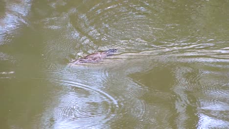 Ein-Schnabeltier-Schwimmt-In-Einem-Teich-Im-Carvarnvan-Nationalpark-Queensland-Australien?