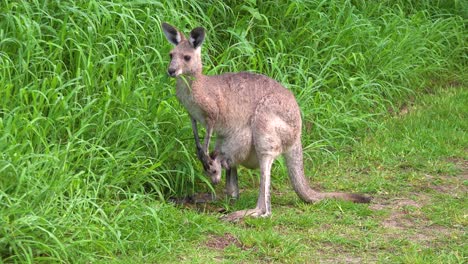 A-kangaroo-with-a-baby-in-its-pouch-grazes-on--grass-in-Carnarvan-National-Park-Queensland-Australia