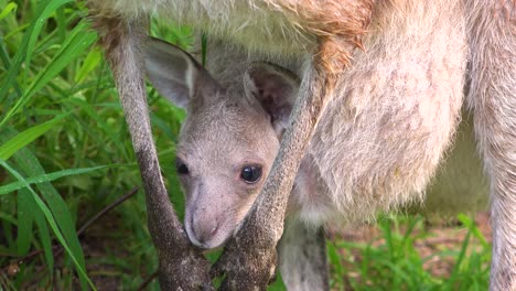 A-baby-kangaroo-joey-peers-out-of-mothers-pouch-in-Carnarvan-National-Park-Queensland-Australia