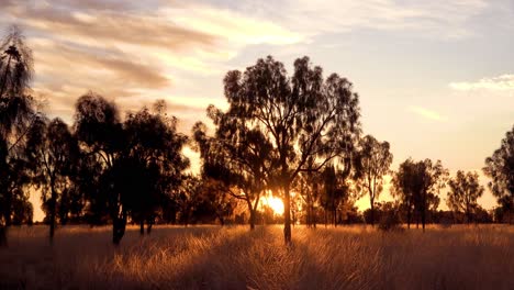 Una-Hermosa-Atardecer-O-Amanecer-En-La-Selva-Australiana-O-En-El-Interior