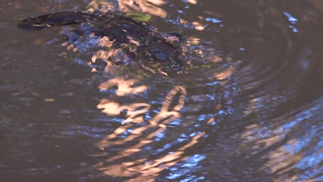 Ein-Schnabeltier-Schwimmt-Und-Taucht-In-Einem-Teich-In-Australien