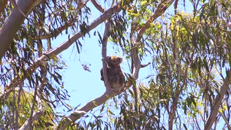 A-cute-koala-bear-sits-in-a-eucalyptus-tree-in-Australia