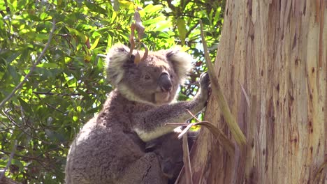 A-cute-koala-bear-sits-in-a-eucalyptus-tree-in-Australia-with-baby