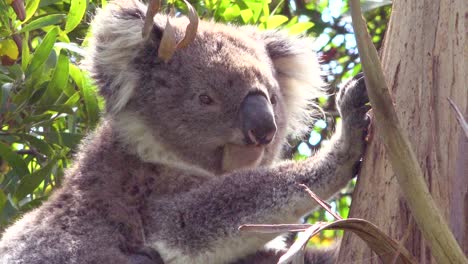 A-cute-koala-bear-sits-in-a-eucalyptus-tree-in-Australia-1