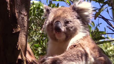 Ein-Süßer-Koalabär-Sitzt-In-Einem-Eukalyptusbaum-In-Australien-3