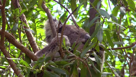 Ein-Süßer-Koalabär-Sitzt-In-Einem-Eukalyptusbaum-Und-Isst-Blätter-In-Australien