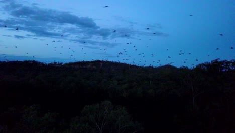 Thousands-of-bats-take-to-sky-in-flight-at-dusk-in-Carnarvan-National-Park-Queensland-Australia-2