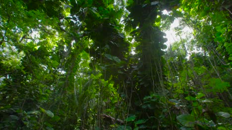 Panning-shot-across-a-deep-jungle-or-rainforest-canopy