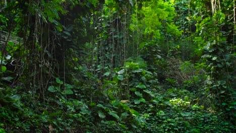 Schwenk-über-Einen-Tiefen-Dschungel-Oder-Die-Baumkronen-Des-Regenwaldes-2