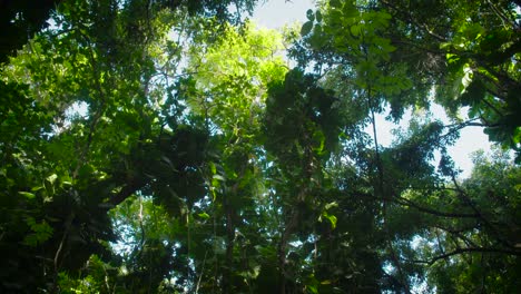 Low-angle-shot-under-a-deep-jungle-or-rainforest-canopy