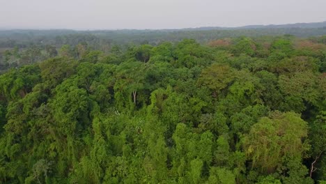 Vista-Aérea-over-generic-jungle-and-rainforest-in-Guatemala