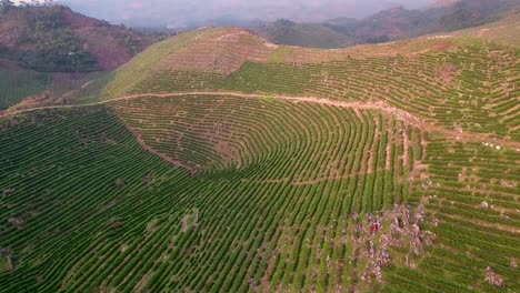 Antenne-über-Einer-Jungen-Kaffeeplantage-Auf-Hügeln-In-Coban-Guatemala