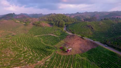 Luftaufnahme-über-Einer-Jungen-Kaffeeplantage-Auf-Hügeln-In-Coban-Guatemala-3